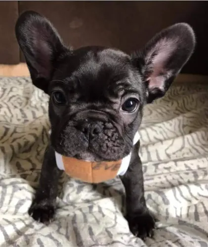 FILHOTES DE BULLDOG FRANCÊS - ÓTIMA COMPANHIA DIÁRIA