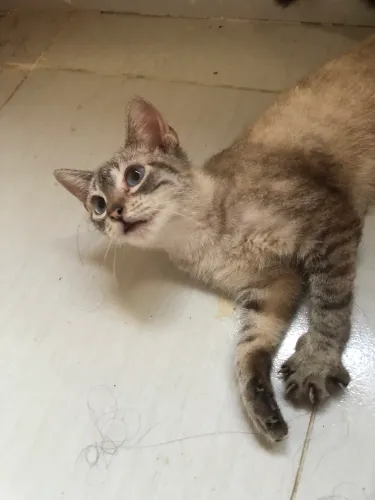 Gatinha para adoção