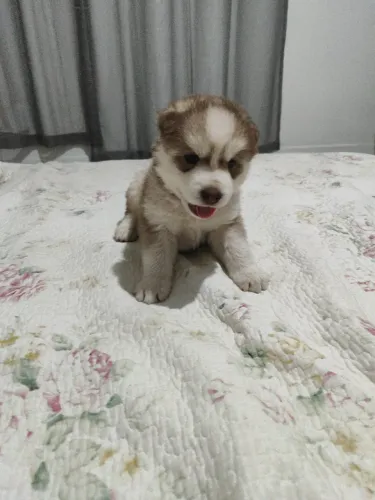 Husky siberiano