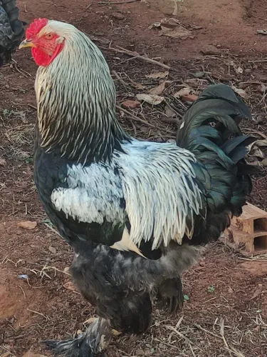 Galo da raça Brahma