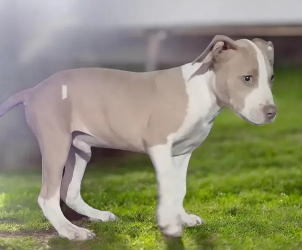 Vendo filhote pitbull com pitmonster