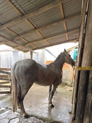 cavalo criolo