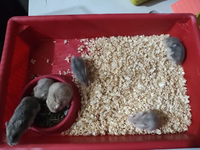 Vendo hamster
