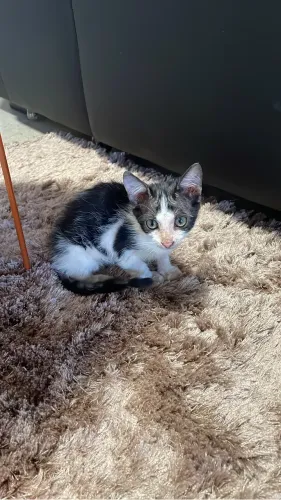 Doação de gato