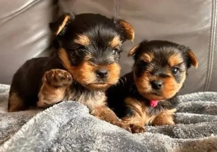 Yorkshire Terrier Filhotes Miniaturas Lindos. 