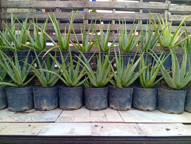 MUDAS DE BABOSA (ALOE VERA)
