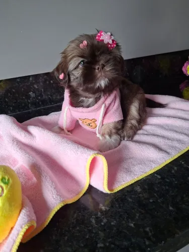 Shihtzu fêmea raça pura com garantia 