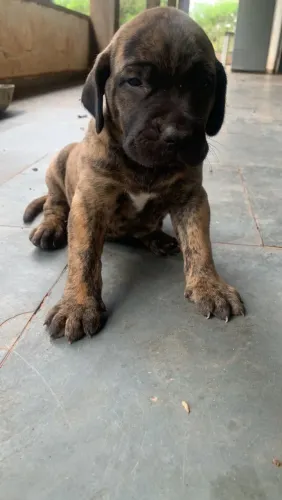 Cachorro Fila Brasileiro