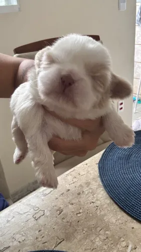 Cachorro Shitzu 