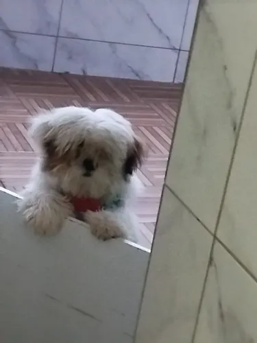 FILHOTE DE SHITZU 4 MESES VERMÍFUGADO E JÁ ESTÁ COM A PRIMEIRA VACINA.