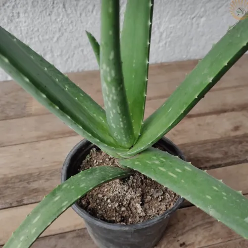 Mudas de Babosa (Aloe Vera)