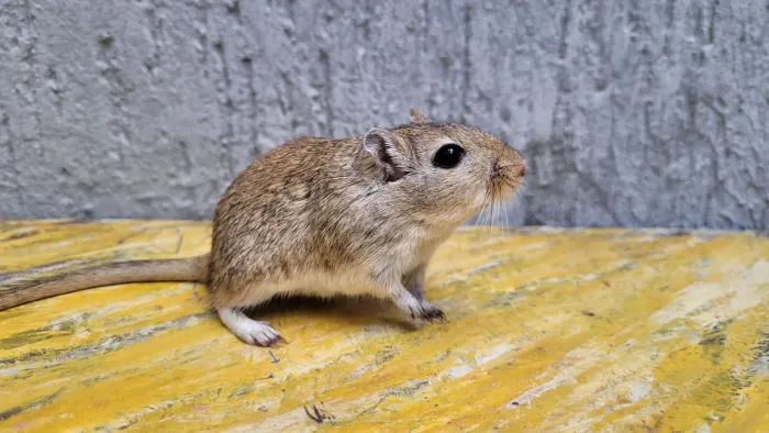 Gerbil dupla de fêmeas