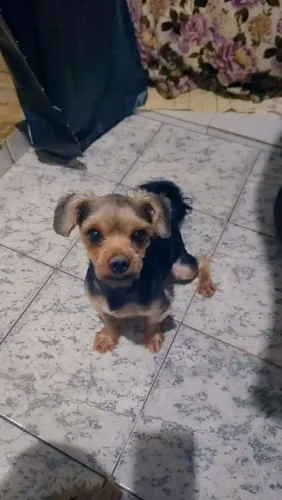 Doação de yorkshire macho castrado 