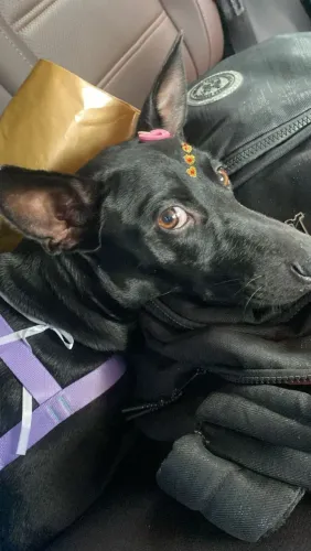 Cachorrinha Castrada - Adoção Responsável