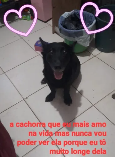 Doação fêmea com 8 meses muito docil 