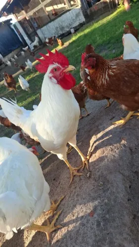 Galo de galinha poedeira 