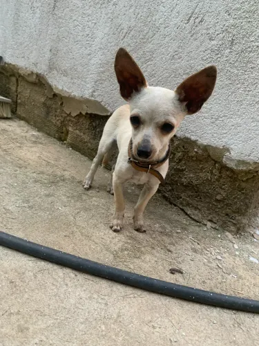 Pinscher 1 branco