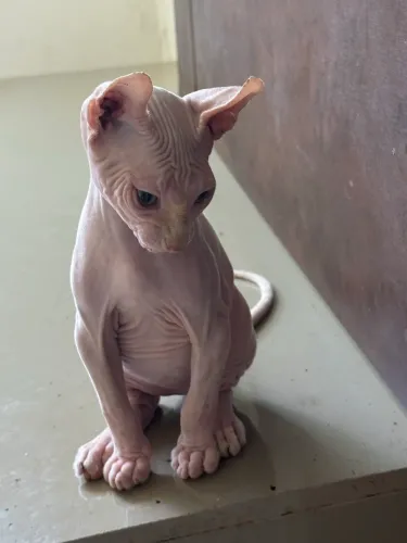 Lindo gato Sphynx Elf