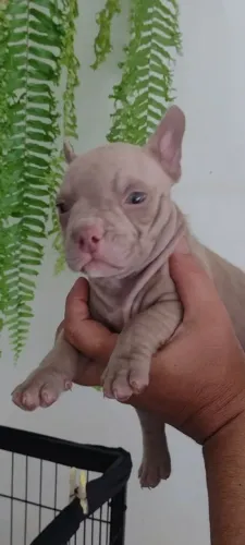 CACHORRO AMERICAN BULLY MICRO EXOTIC C/ PEDIGREE ( FILHOTE )