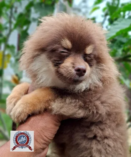 Filhotes Spitz Alemão fêmea e macho