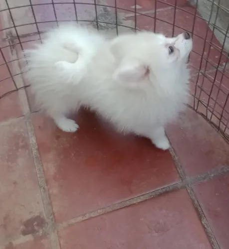 Spitz alemão 