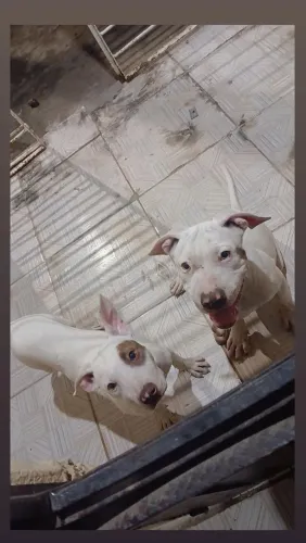 Filhotes de pitbull