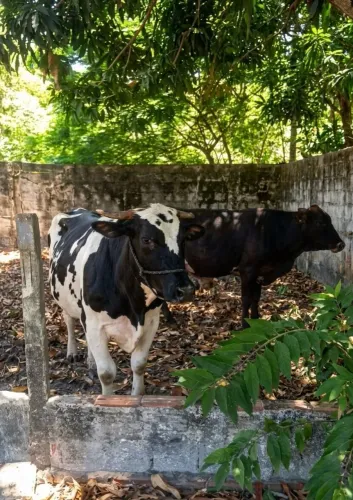 VACA GIROLANDA APENAS 2° CRIA COM SEU GARROTE DE APENAS 8 MESES