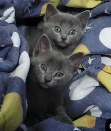 Lindos Russian Blue Fêmeas e Machos 