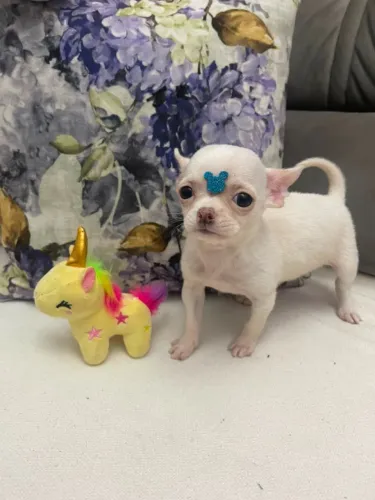 Chihuahua macho pelo curto