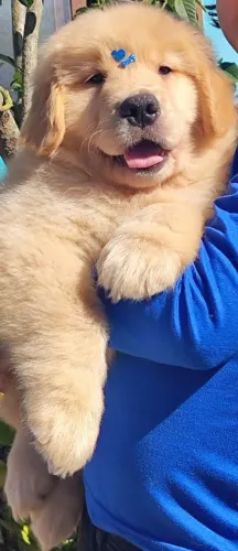 Filhotes Golden Retriever disponível
