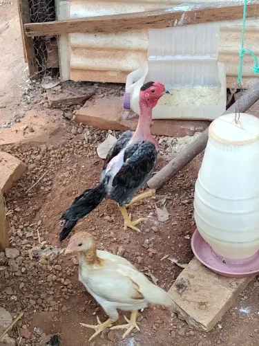 Casal de mini índio 