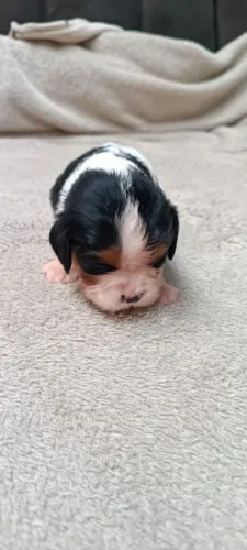 ? Lindos Filhotes de Cavalier King Charles Spaniel Disponíveis! ?