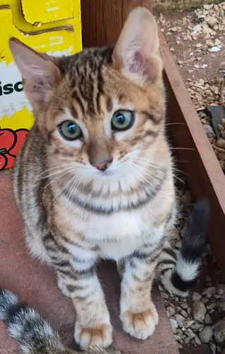 Filhotes de Bengal