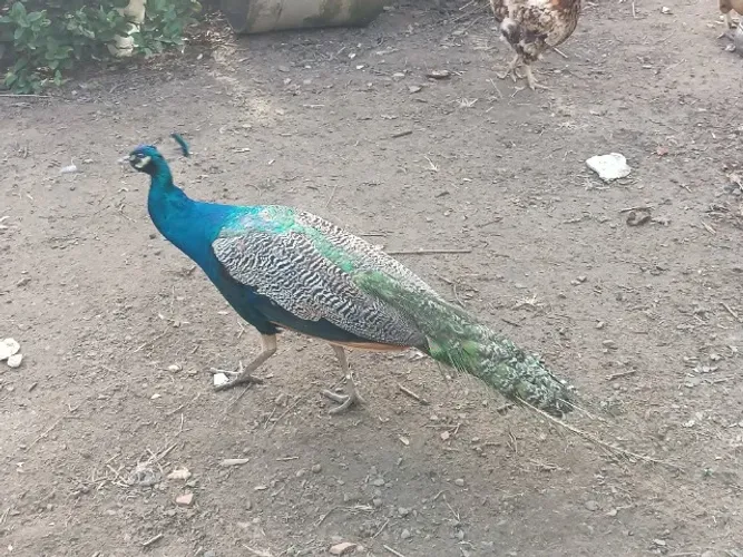 Frango 