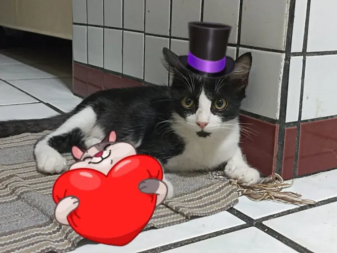 Gatinhos  para adoção 