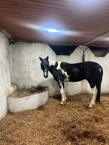 Venda de cavalo