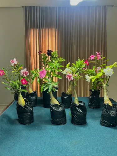 ROSAS DO DESERTO - ENXERTOS