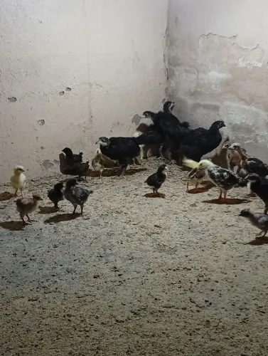 Pintinho caipira ?