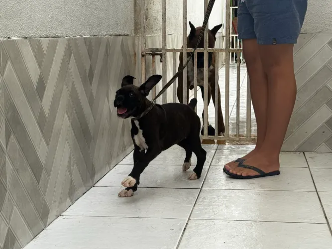 Filhote de boxer fêmea com Pedigree CBKC