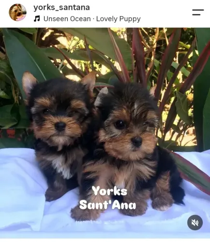 Yorkshire Terrier - machos