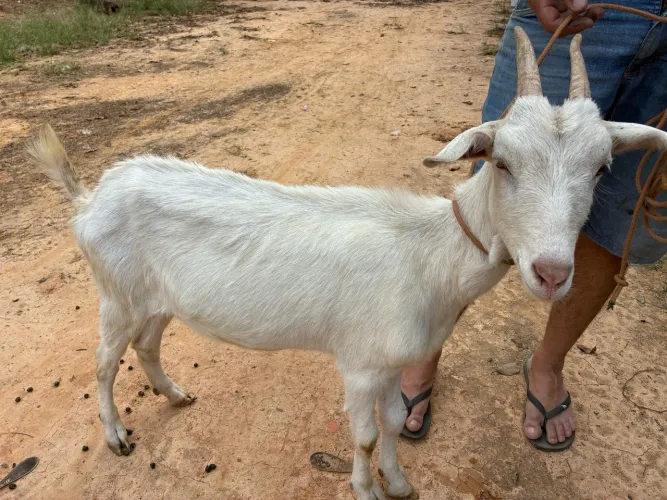 Cabras
