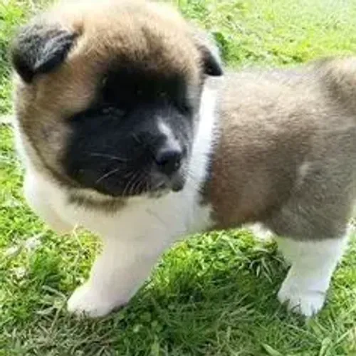 Akita Inu,Akita Inu Filhote Saudável Excelente Companhia