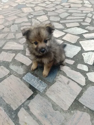 Spitz alemão Macho 1000 reais