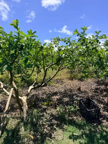 FAZENDA À VENDA 350 HECTARES | MAMANGUAPE/PB