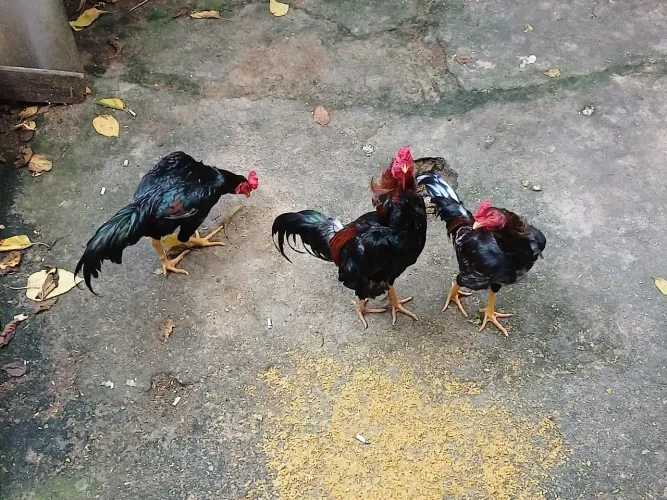 Galos da raça cacutar