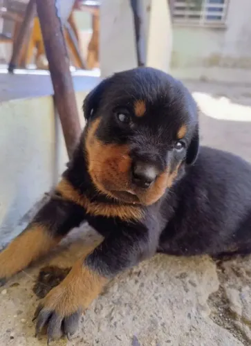 Rottweiler parceiro de toda jornada 