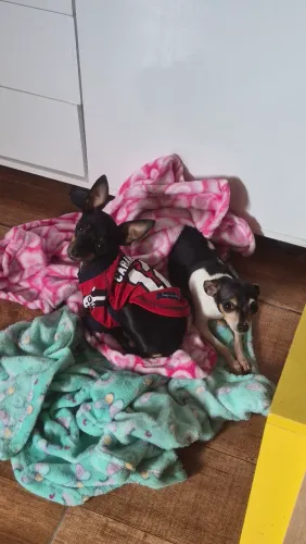 Pinscher zero
