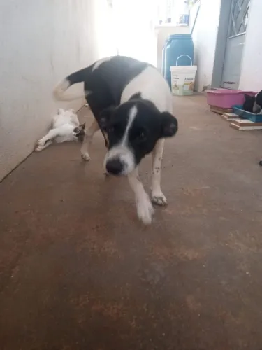 Adoção responsável, cachorra fêmea