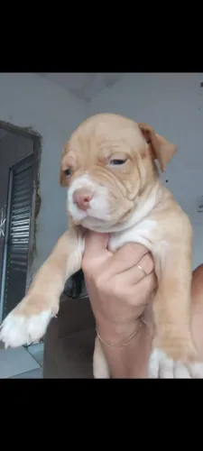 Vendo filhote de Pitbull