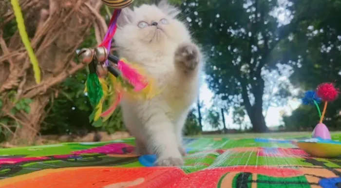 Gato persa Himalaio blue point, linda pelagem disponível l